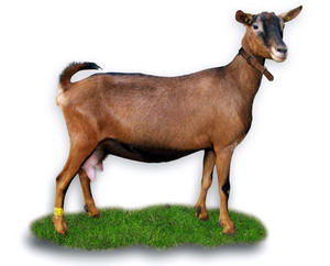 Rasa de capre Alpina Franceza