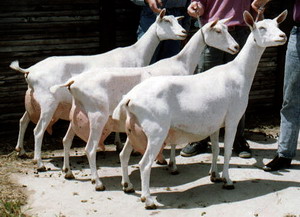 Rasa de capre Saanen