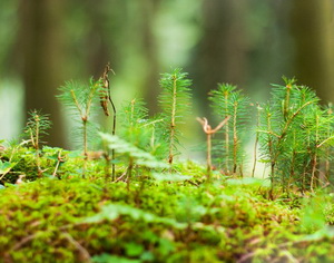 Romania participa la Forumul Natiunilor Unite privind Padurile