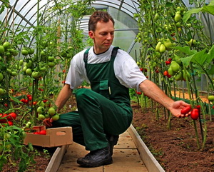 Se prelungeste Programul de sprijinire a producatorii de tomate