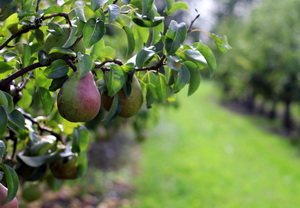 Tratament-prevenire-si-combatere-rapan-fainare-monilioze-la-mar-par-si-gutui