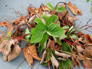 Vestejirea plantelor de capsun | Identificare, Prevenire, Tratamente de combatere