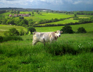 Carnea de vita Charolais de Bourgogne