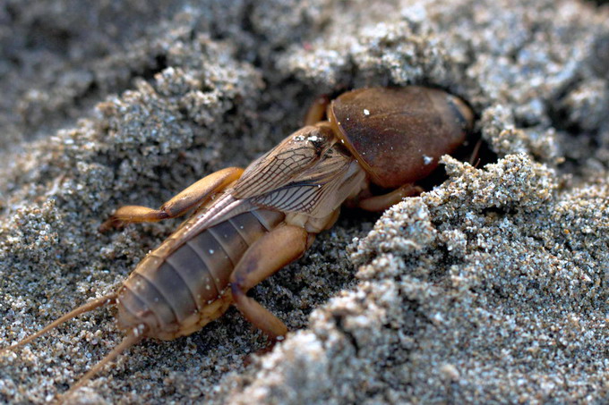 Combaterea coropisnitelor - foto adult