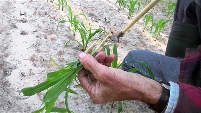 Combaterea coropisnitelor din culturile agricole