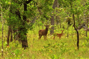 Compensatii financiare pentru proprietarii de padure din zonele protejate
