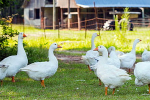 Alcatuirea cardului de gaste