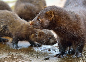 Alimentatia nurcilor gestante