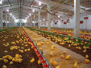 Despre alimentatia puilor de carne crescuti in sistem intensiv