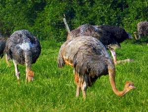 Aportul de hrana la struti