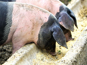 Ingrasarea pentru carne si grasime a porcilor