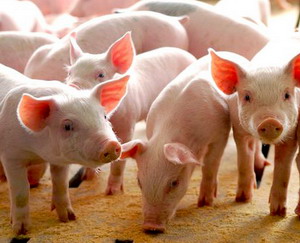 Intretinerea si hranirea purceilor intarcati