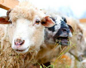 S-a lansat platforma UE privind bunastarea animalelor