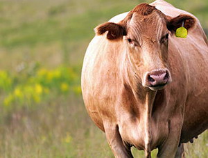 Pregatirea, intretinerea si hranirea vacilor gestante