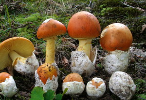 Specii de ciuperci de padure - Amanita caesarea