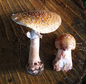 Specii de ciuperci de padure - Amanita rubescens 