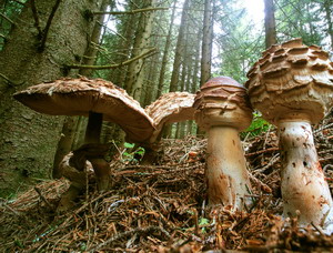 Specii de ciuperci de padure - Macrolepiota procera