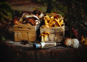 Specii de ciuperci de padure din Romania