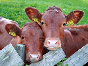 Tetania de lactatie a viteilor