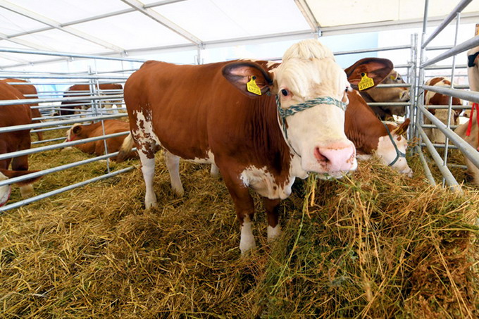 Agromalim 2017 -  Expozitia de Bovine