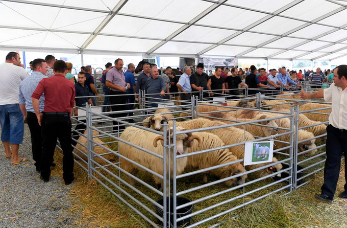 Excelenta in Zootehnie la Targul Agromalim - Expozitia de Ovine