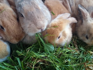 Hranirea iepurilor: Cerintele nutritionale ale iepurelui