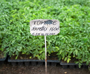 Soiul de rosii Buzau1600 este readus pe piata de Lidl impreuna cu USAMV Bucuresti si SCDL Buzau