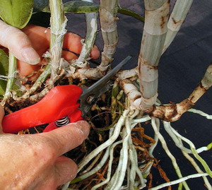 Metode de inmultire a plantelor in gradina si in livada
