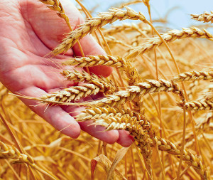 Manualul de gradare pentru semintele de consum a fost aprobat