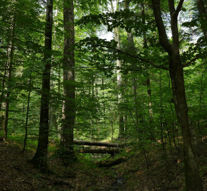 Peste 24.000 de hectare de paduri din Romania devin patrimoniul mondial natural al UNESCO