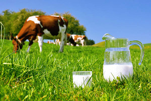 Reguli privind producerea si valorificarea laptelui de vaca