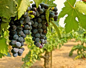 Tratamente in plantatiile de viticole in luna iulie