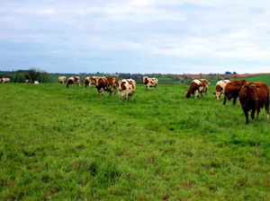 finalizarea amenajamentelor pastorale pana la sfarsitul anului