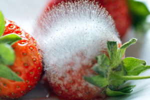 Putregaiul umed al fructelor de capsun