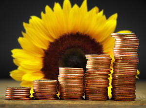 Evolutia pretului la floarea soarelui | analiza AgroGo