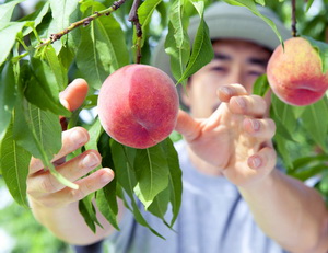 AFIR analizeaza eligibilitatea cererilor de finantare depuse in pomicultura