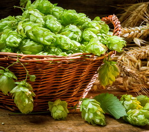 Traditia cultivarii hameiului in Slovenia