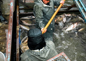 Modernizarea fermei Piscicole Dracsani cu ajutorul finantarii prin Programul Operational pentru Pescuit