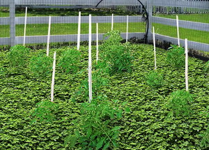 Mulciul viu in cultura de tomate