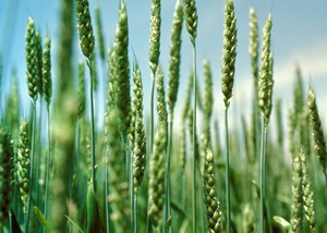 Oferta de seminte pentru culturi de toamna 2017