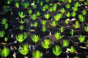 Se depun cererile pentru sesiunea 2 a sprijinului pentru impaduriri si crearea de suprafete impadurite