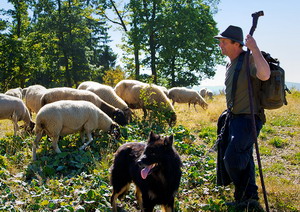 Subventii pentru lana au termen limita pana la 31 octombrie pentru inregistrarea crescatorilor de ovine la Directiile Agricole Judetene