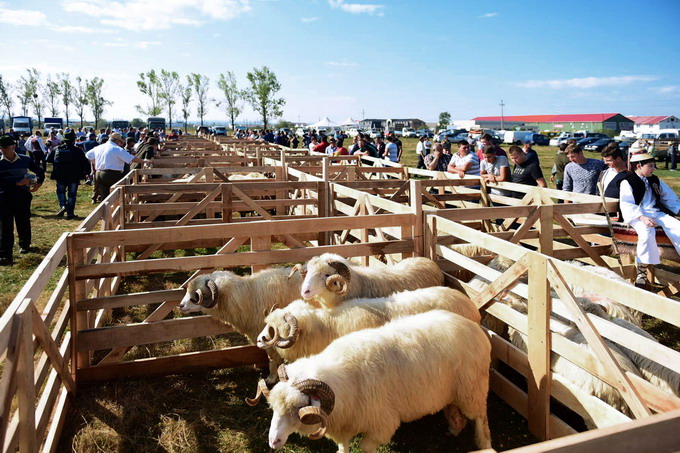 Targul Expozitional de Berbeci de la Baia Mare