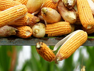 Comisia Europeana actualizeaza taxele de import pentru porumb, sorg si secara
