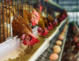 Climatizarea de iarna la gainile ouatoare