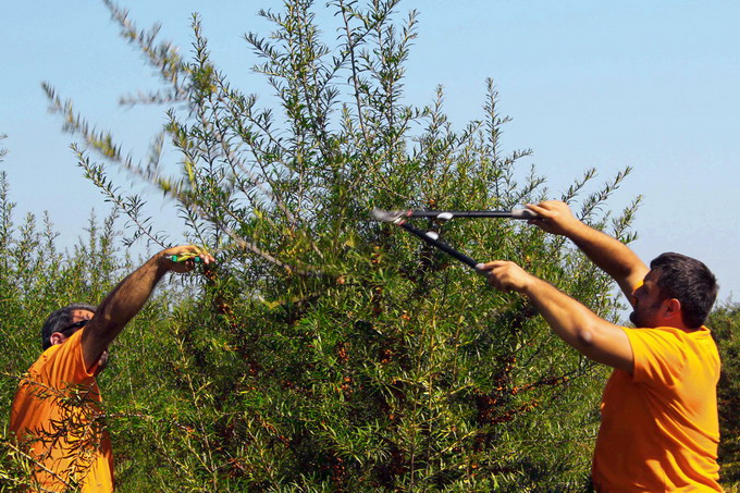 Cooperativa Agricola Bio Catina Romania