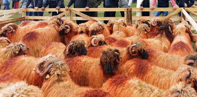 Expozitia de ovine - Turcana - Regina Muntilor