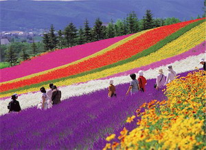 Ferma de lavanda Tomita