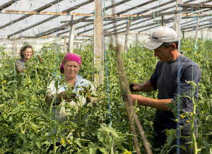 Moldova aplica Managementul Integrat de Protectie al Plantelor