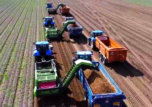 Producatorii de cartofi din Europa de Nord-Vest anticipeaza o recolta bogata